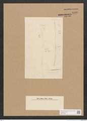 Diatomeae indet. Zeichnungen Sammlung Grunow Nr. 4546 (NHMW-BOT-W0372504)